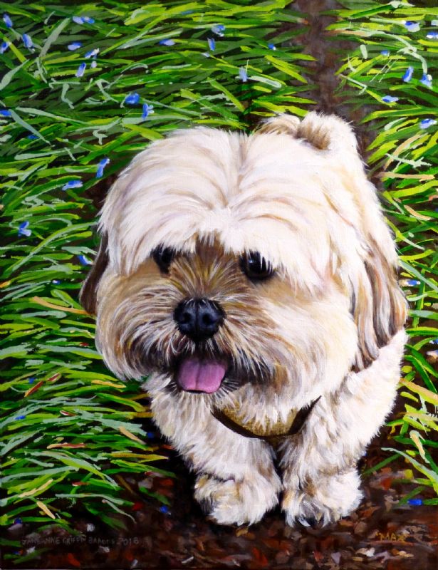 max the lhasa apso